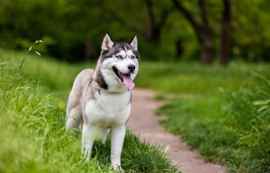 Husky siberiano