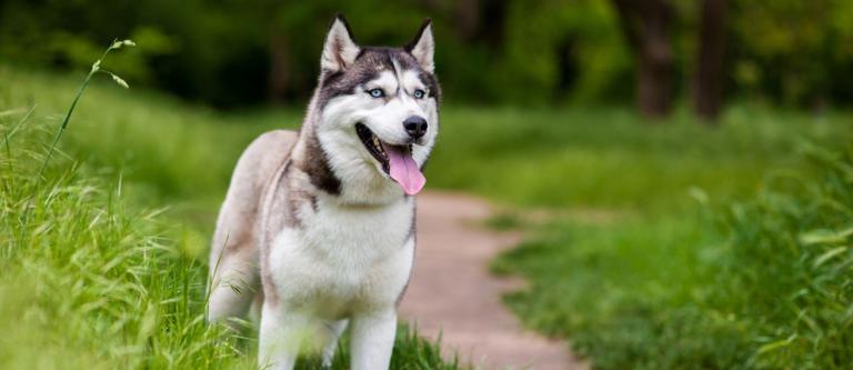 Husky siberiano