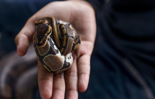 Delito contra la fauna y flora por envío por mensajería de reptiles_img