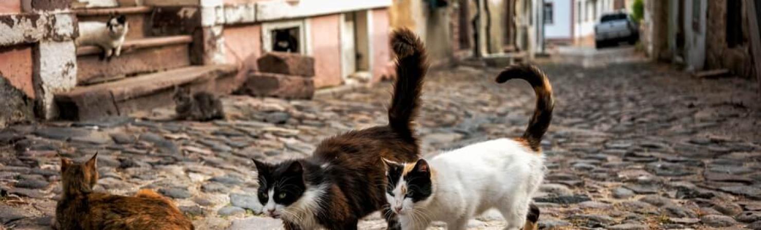 Colonias de gatos y gestión local para la ley del bienestar animal_img