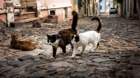 Colonias de gatos y gestión local para la ley del bienestar animal_img
