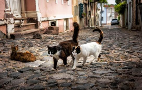 Colonias de gatos y gestión local para la ley del bienestar animal_img