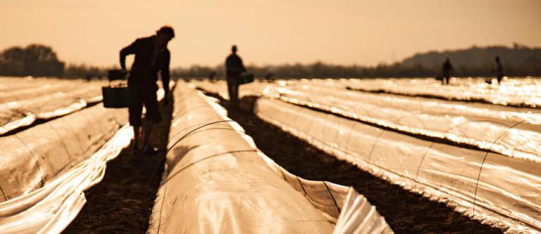 Temporeros e infracción por condiciones de trabajo_img