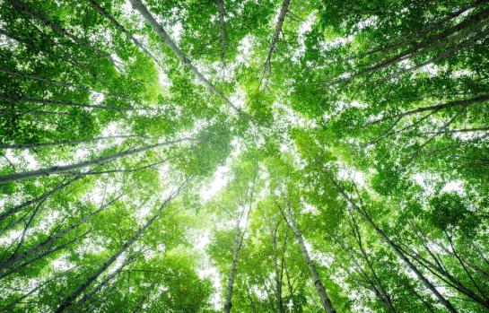 Biodiversidad y el Reglamento de la UE_img