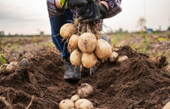 Delito contra los derechos de los trabajadores y alta en la seguridad social_img
