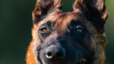 Custodia compartida de perro tras ruptura de la pareja_img