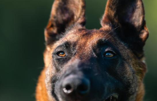 Custodia compartida de perro tras ruptura de la pareja_img