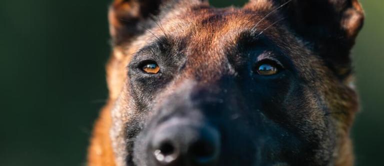 Custodia compartida de perro tras ruptura de la pareja_img