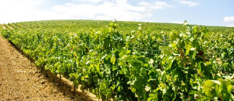 Viñedos Alava