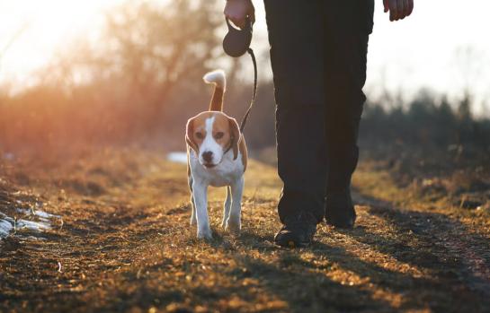 Bienestar animal y perros de caza_img