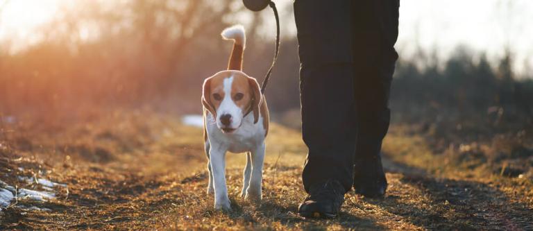 Bienestar animal y perros de caza_img