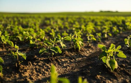 Ayudas en materia agraria con motivo de la DANA_img