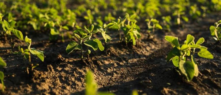 Ayudas en materia agraria con motivo de la DANA_img
