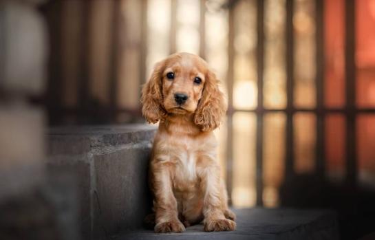 Inanición y maltrato animal_img