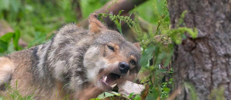 Lobo