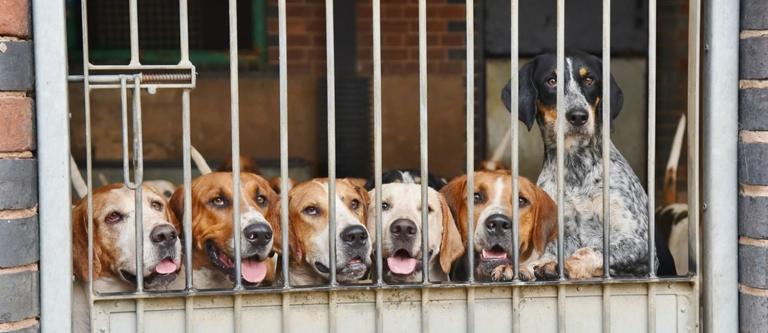 Trafico de animales