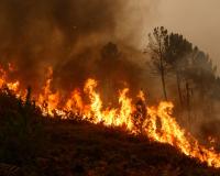 Incendio forestal