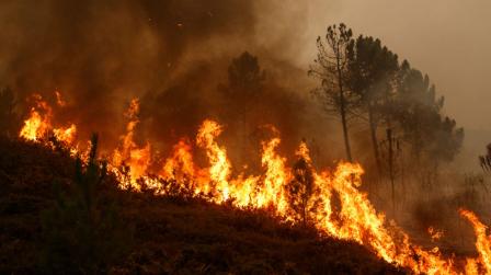 Incendio forestal