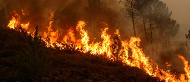Incendio forestal