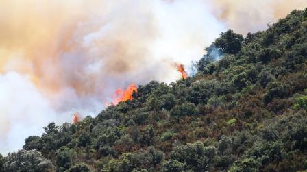 Inclusion zona afectada