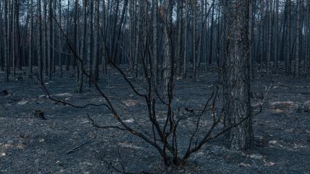 Incendios forestales y código penal_img