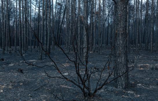 Incendios forestales y código penal_img