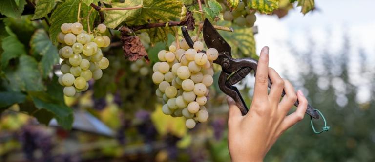 Denominación de origen