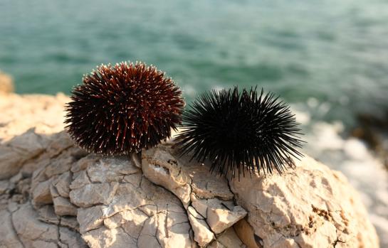 Erizos de mar