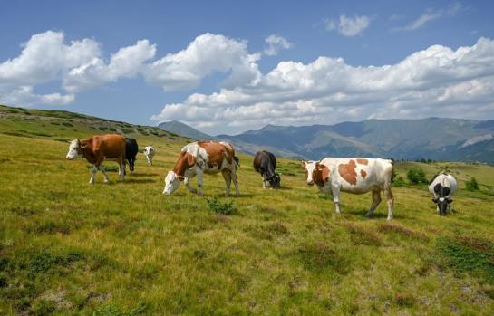 Bienestar animal sector agrario_img