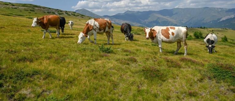 Bienestar animal sector agrario_img