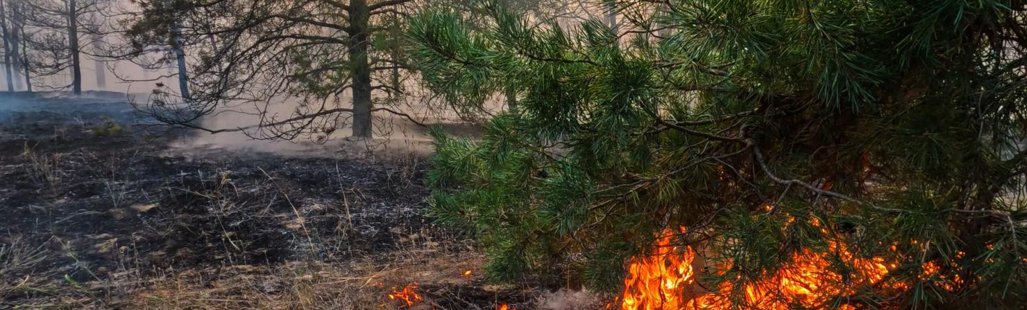 Raging,Summer,Forest,Fires.,Dry,Grass,And,Pine,Forest,Are