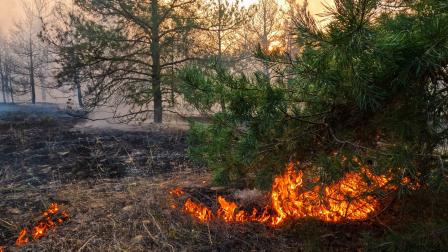 Raging,Summer,Forest,Fires.,Dry,Grass,And,Pine,Forest,Are