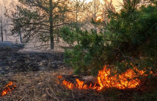 Raging,Summer,Forest,Fires.,Dry,Grass,And,Pine,Forest,Are