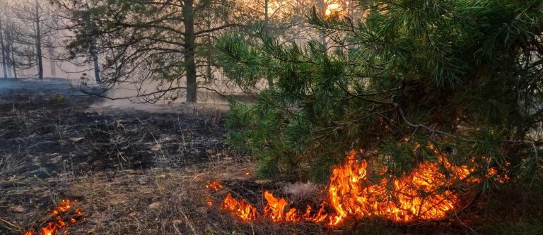 Raging,Summer,Forest,Fires.,Dry,Grass,And,Pine,Forest,Are