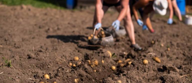 Delito contra los derechos de los trabajadores por contratación irregular de jornaleros_img